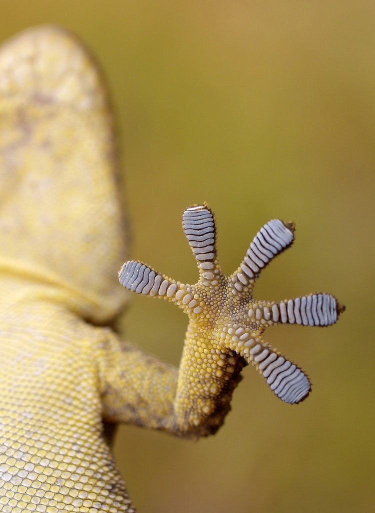 Detail of gecko by Wolfgang Simlinger