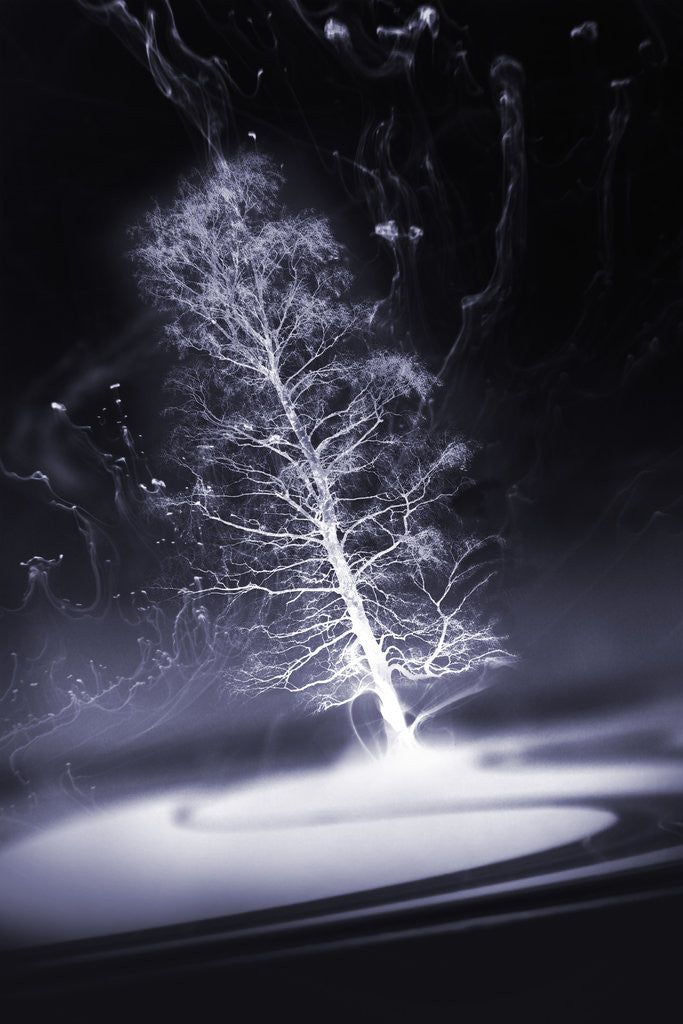 Detail of dream of snow by Alexandra Stanek