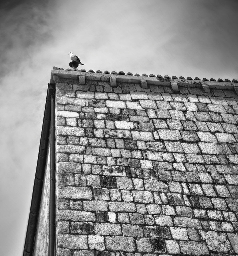 Detail of Pigeon on the roof by Eugenia Kyriakopoulou