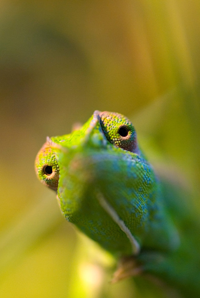Detail of chameleon by Wolfgang Simlinger