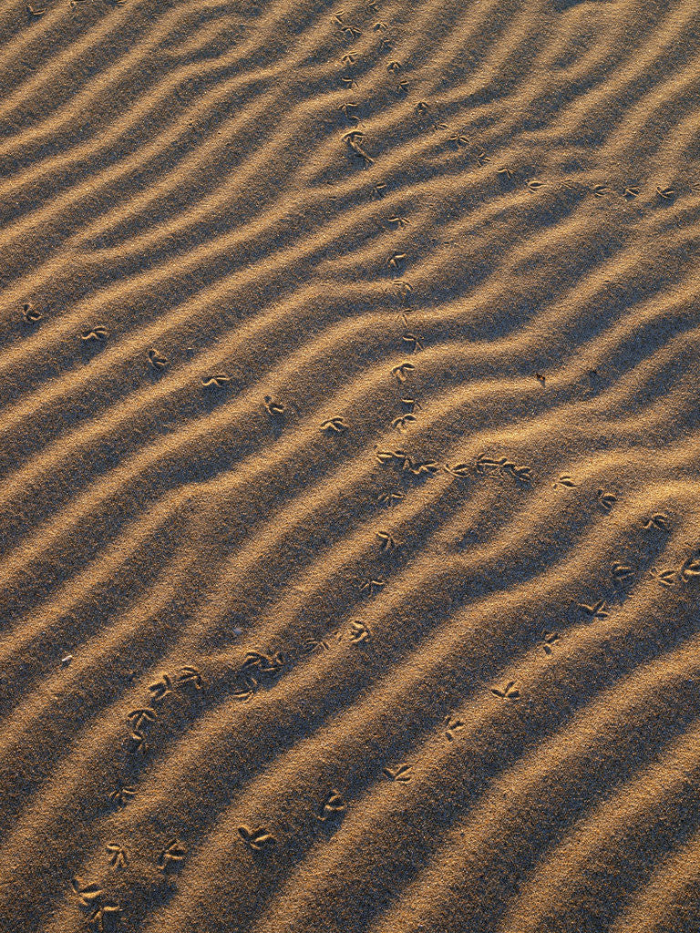 Detail of dunes by Wolfgang Simlinger