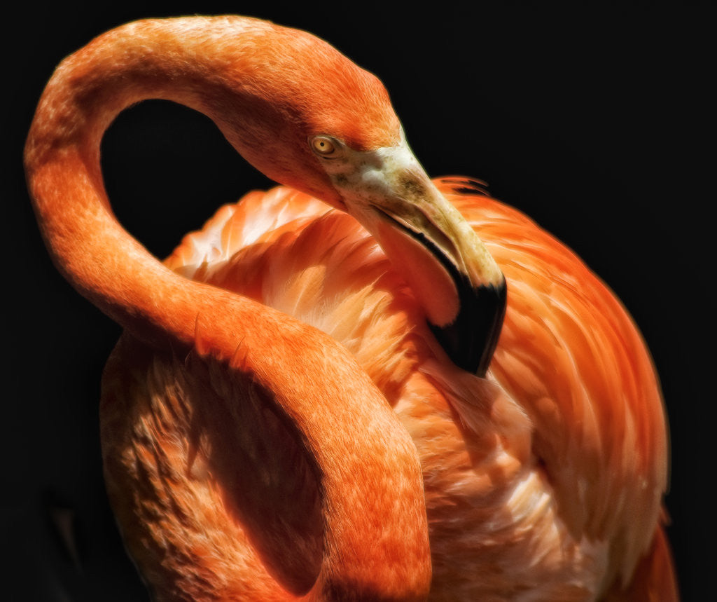 Detail of Beautiful Preener by Dee Smart