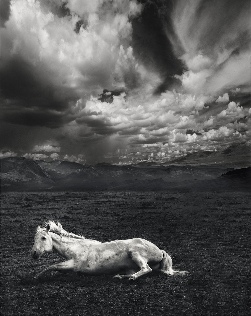 Detail of White Horse, Storm Clouds, Colorado by Dee Smart
