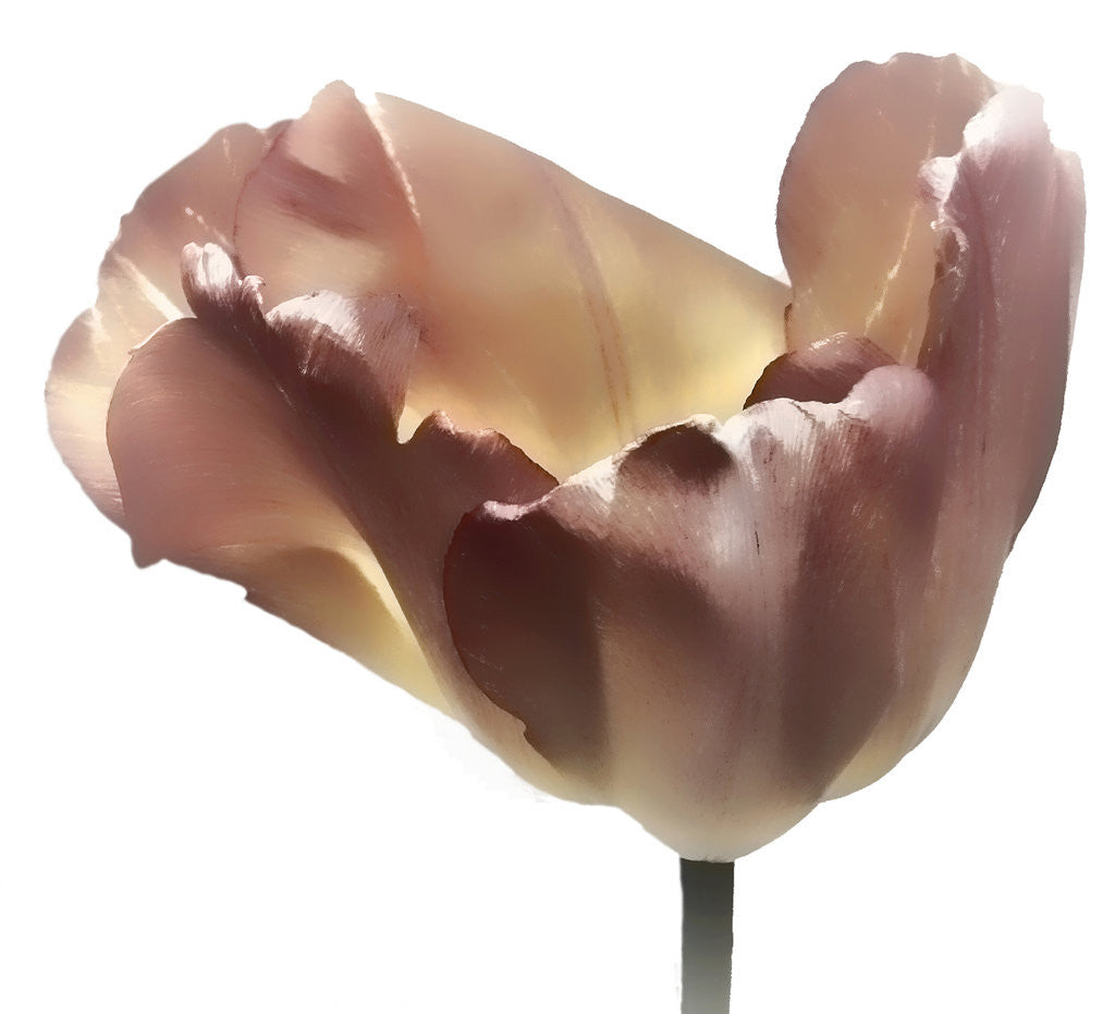 Detail of Pink Tulip_1 by Linda Mann
