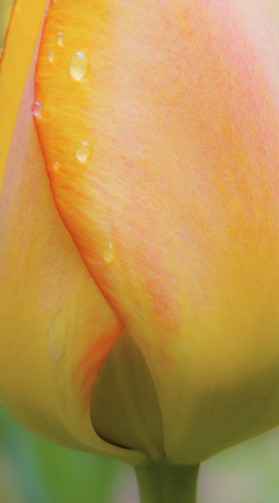 Detail of Yellow tulip by Linda Mann