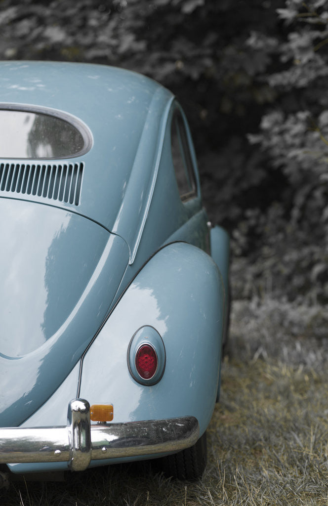 Detail of beetle2 by Wolfgang Simlinger