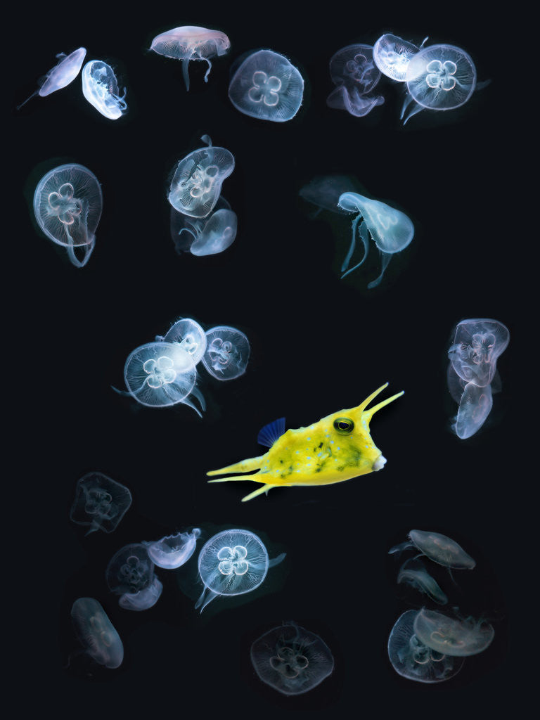 Detail of jelly + fish by Wolfgang Simlinger