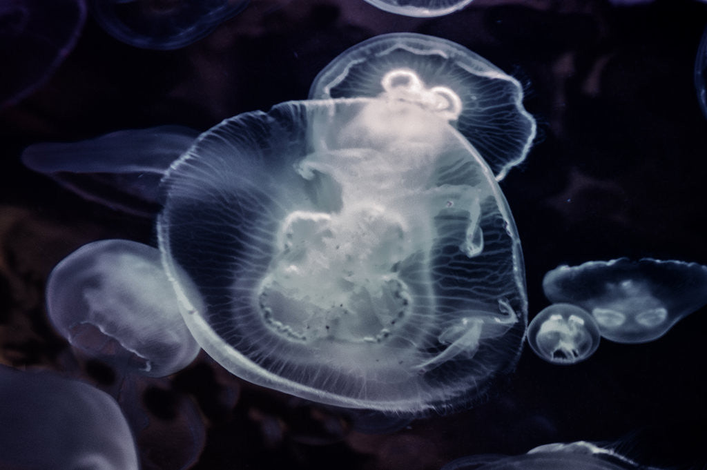 Detail of Jelly Dance by Dee Smart