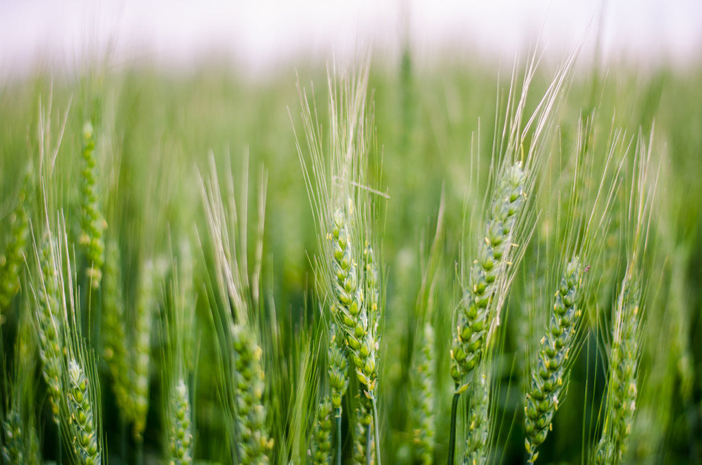 Detail of Separate the wheat from the chaff by Katarzyna Kuban