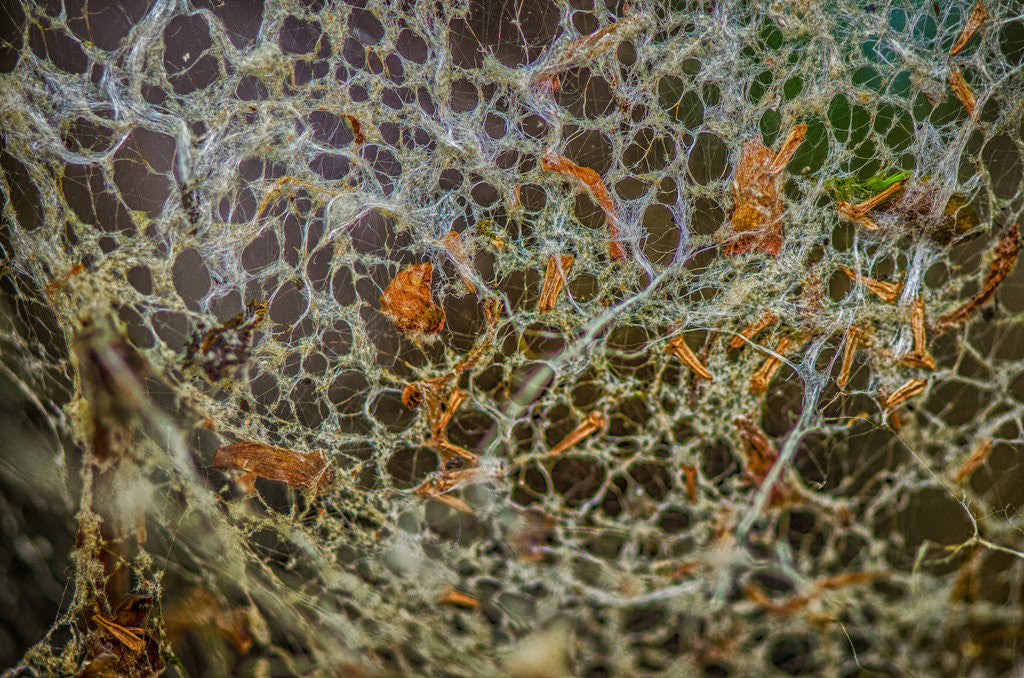 Detail of The hidden cobwebs by Katarzyna Kuban