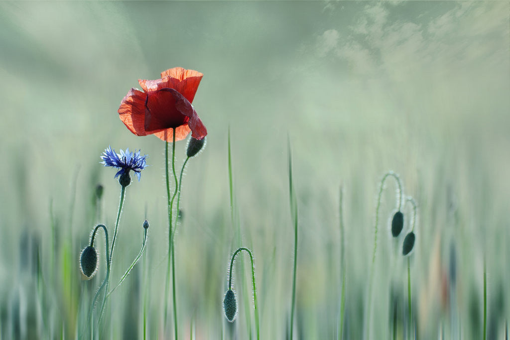 Detail of Sumer flowers by Christine Ellger