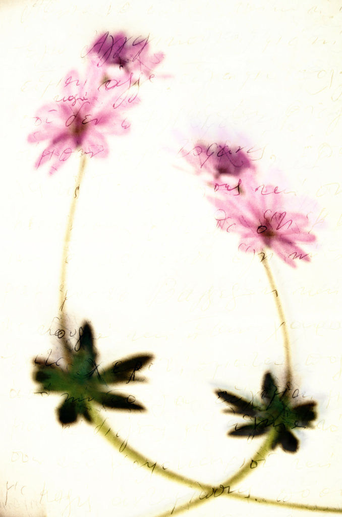 Detail of essences from the past by Antonis Gourountis