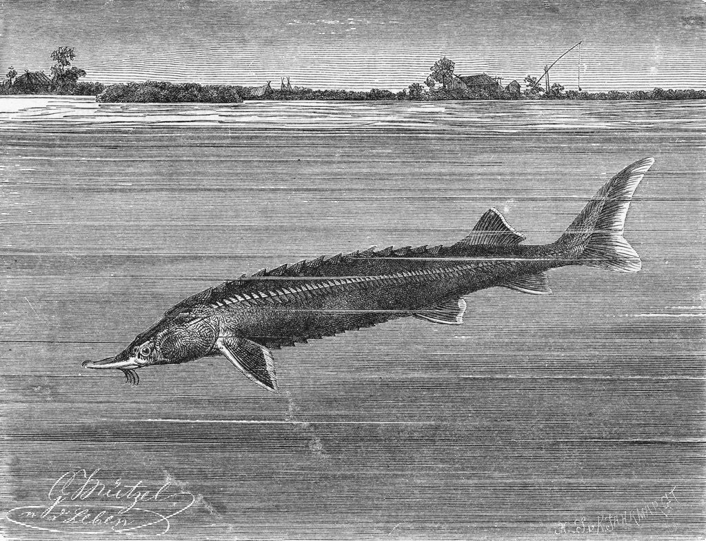 Detail of Sturgeon Fish Swimming Across from Island by Anonymous