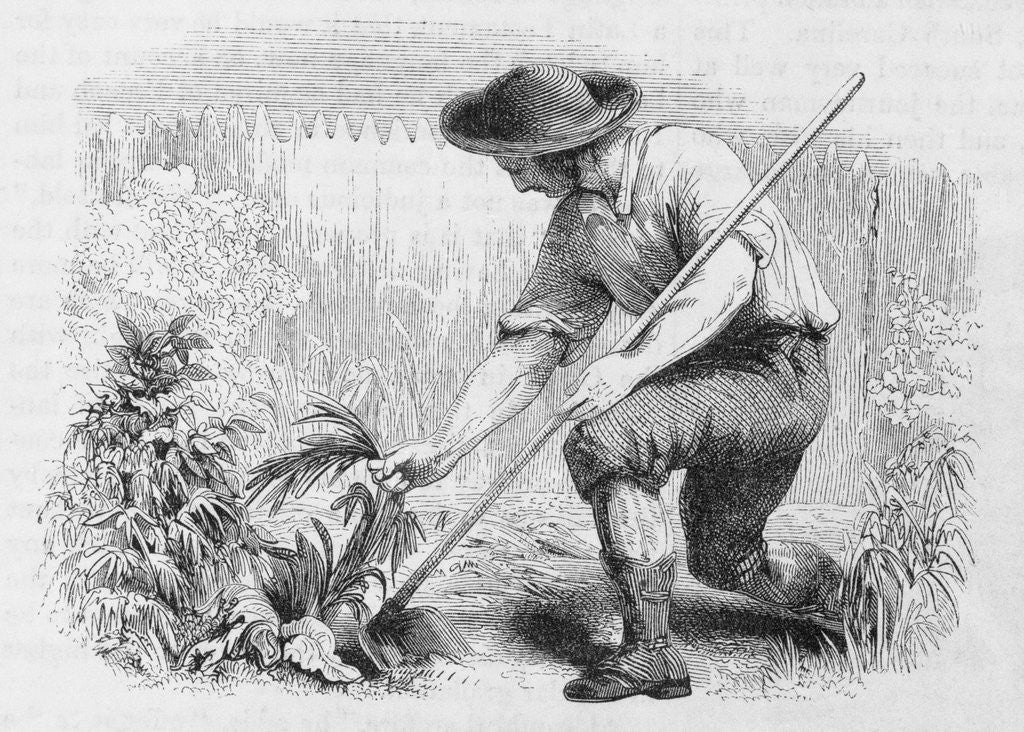 Detail of Illustration of Young Benjamin Franklin in a Garden by Anonymous