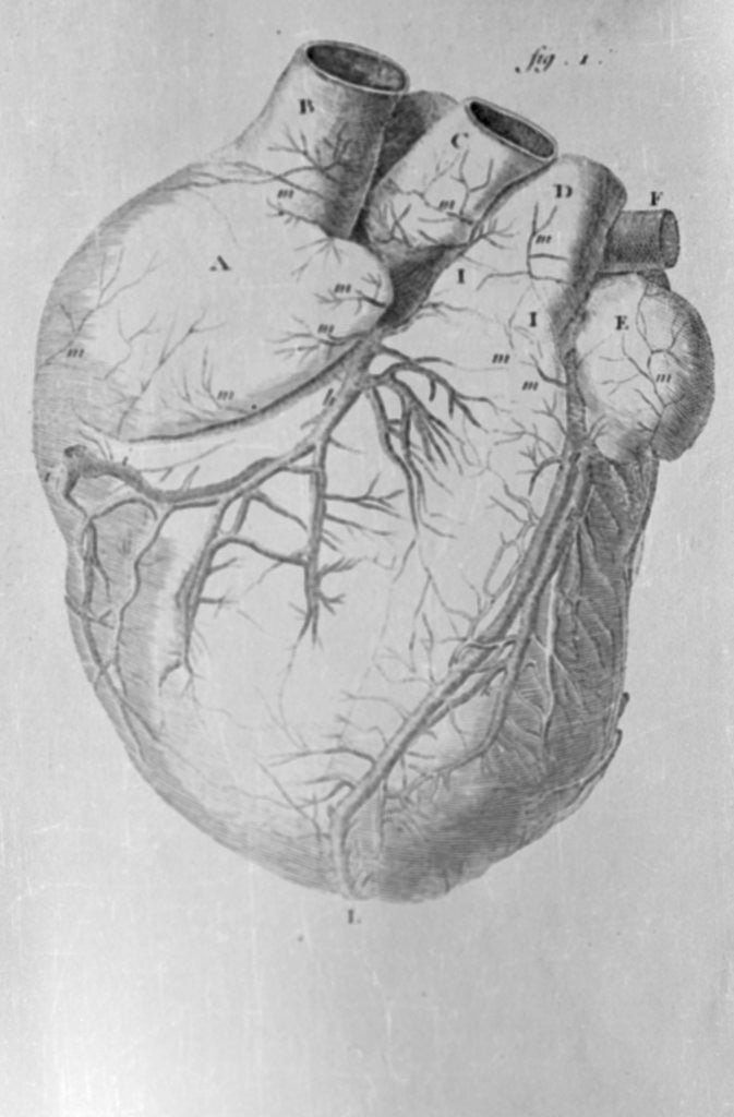 Detail of Illustration of Human Heart by Anonymous