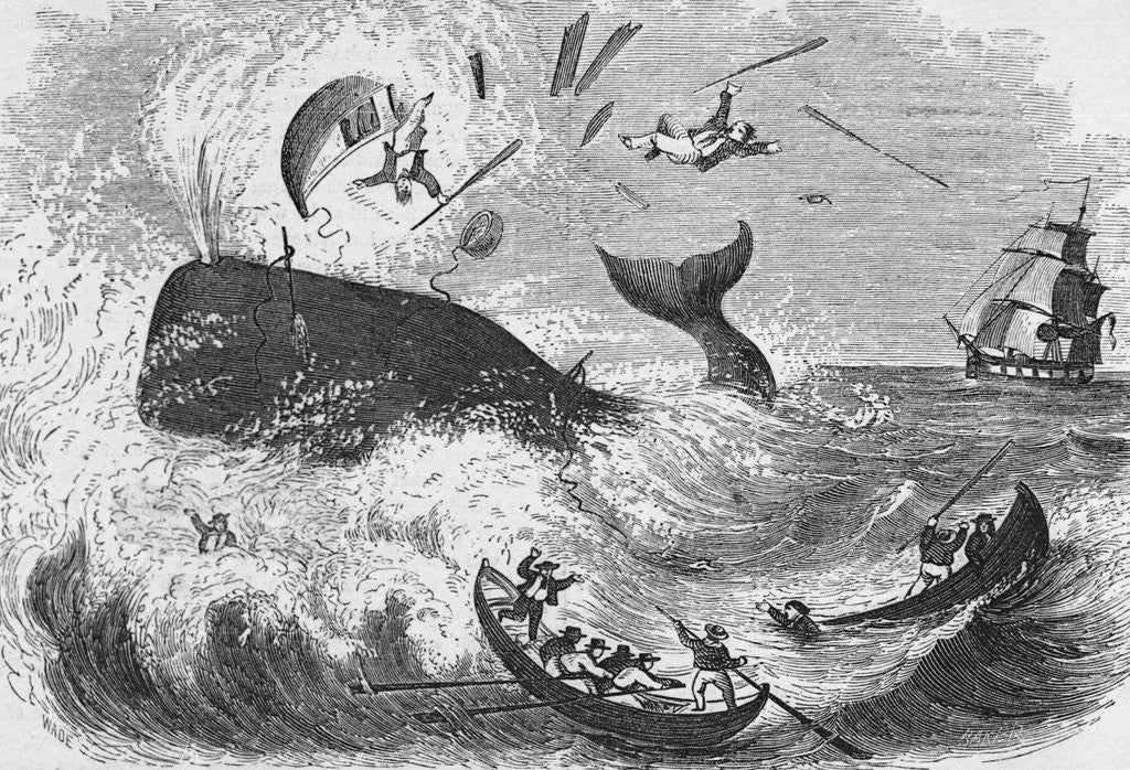 Detail of Whaling, The Flurry, Woodcut by Anonymous