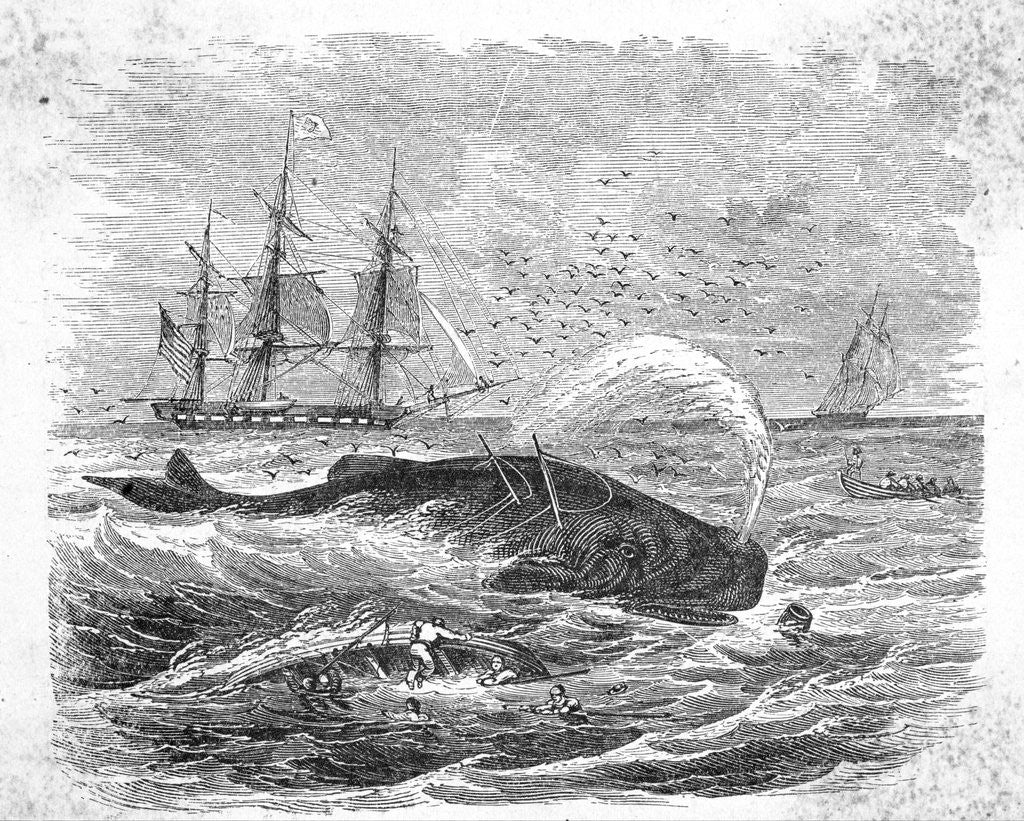 Detail of Whale Being Harpooned by Anonymous