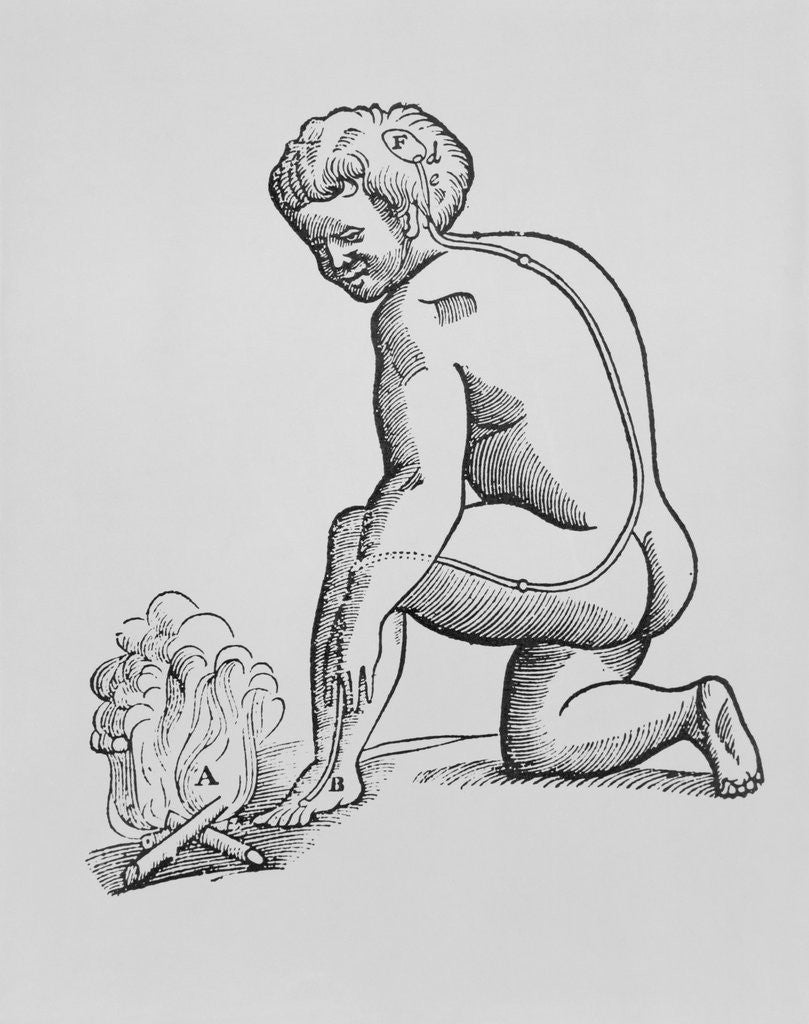 Detail of Illustration of Descartes' Theory of Nerves Transmitting Stimulus to the Brain by Anonymous