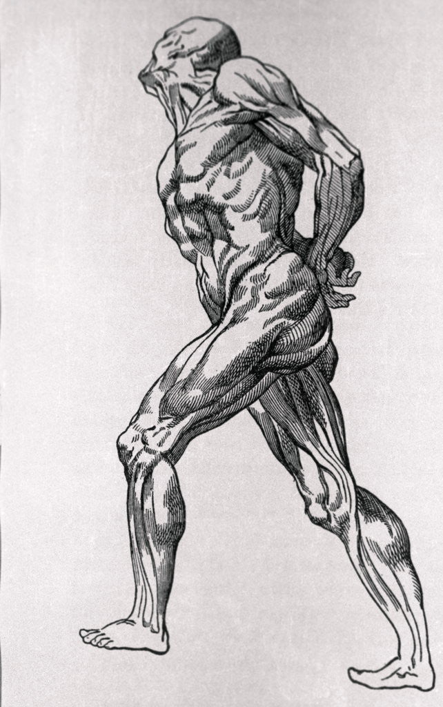 Detail of Portrait of the Human Body by Anonymous