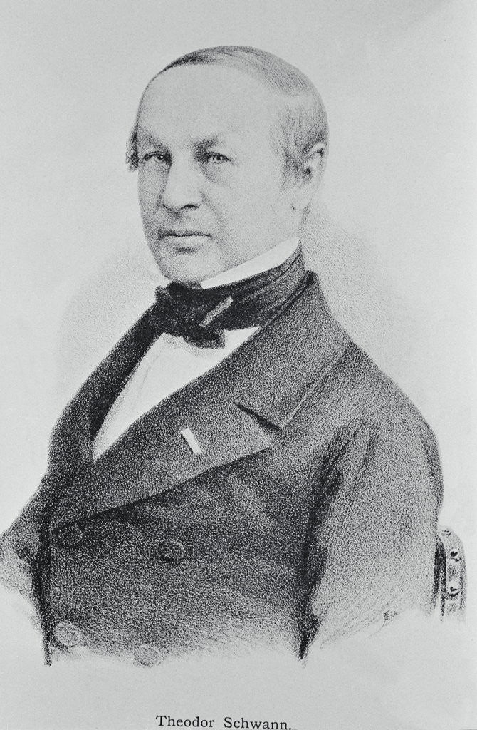 Detail of Portrait of Theodor Schwann by Anonymous