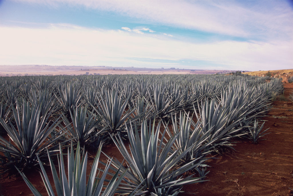 Detail of Rows of Mexican Agave by Anonymous