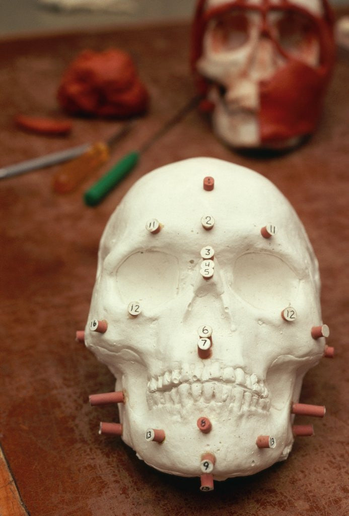 Detail of Anasazi Indian Skull Model by Anonymous