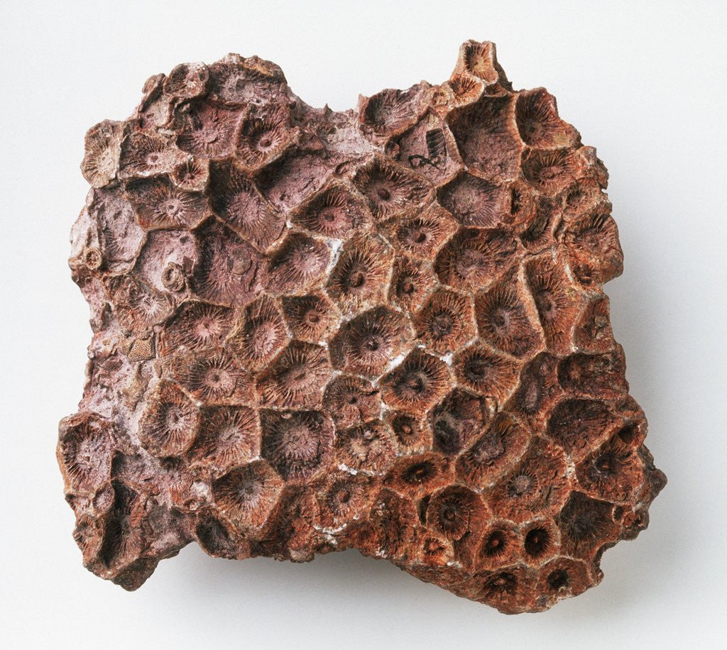 Detail of Actinocyathus: Weathered Colony Surface by Anonymous