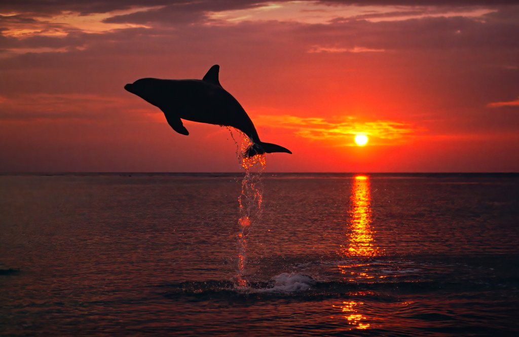 Detail of Sunset Dolphin by @wildmanrouse