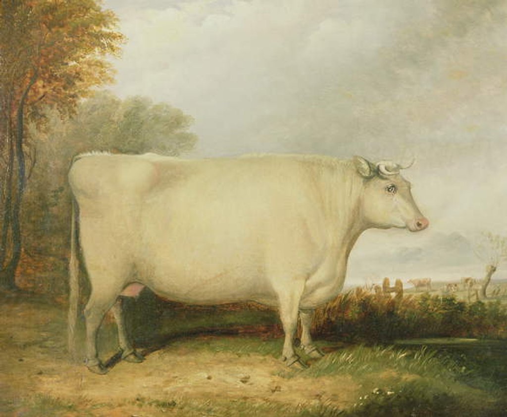 Detail of Portrait of a prize cow by John Vine