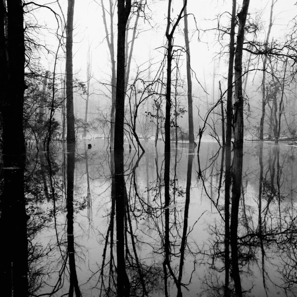 Detail of Reflection of Swamp by Anonymous