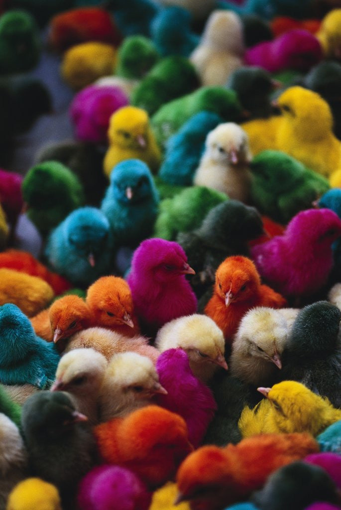 Detail of Chicks Colored for Indian Holiday by Corbis