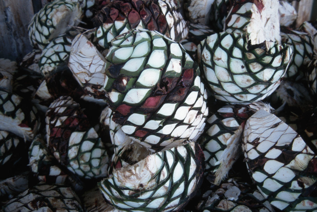 Detail of Pile of Tequila Agave Bulbs by Anonymous