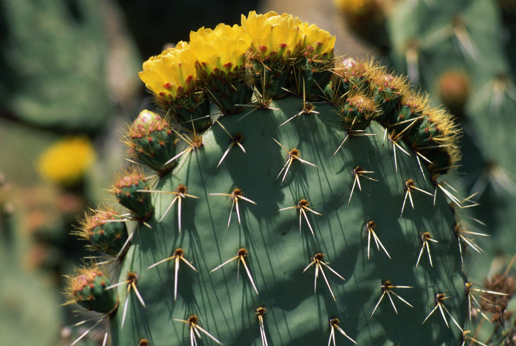 Detail of Flowering Nopal Cacti by Corbis
