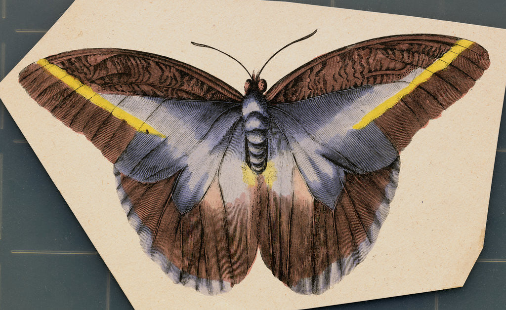Detail of Colorful Butterfly by Anonymous