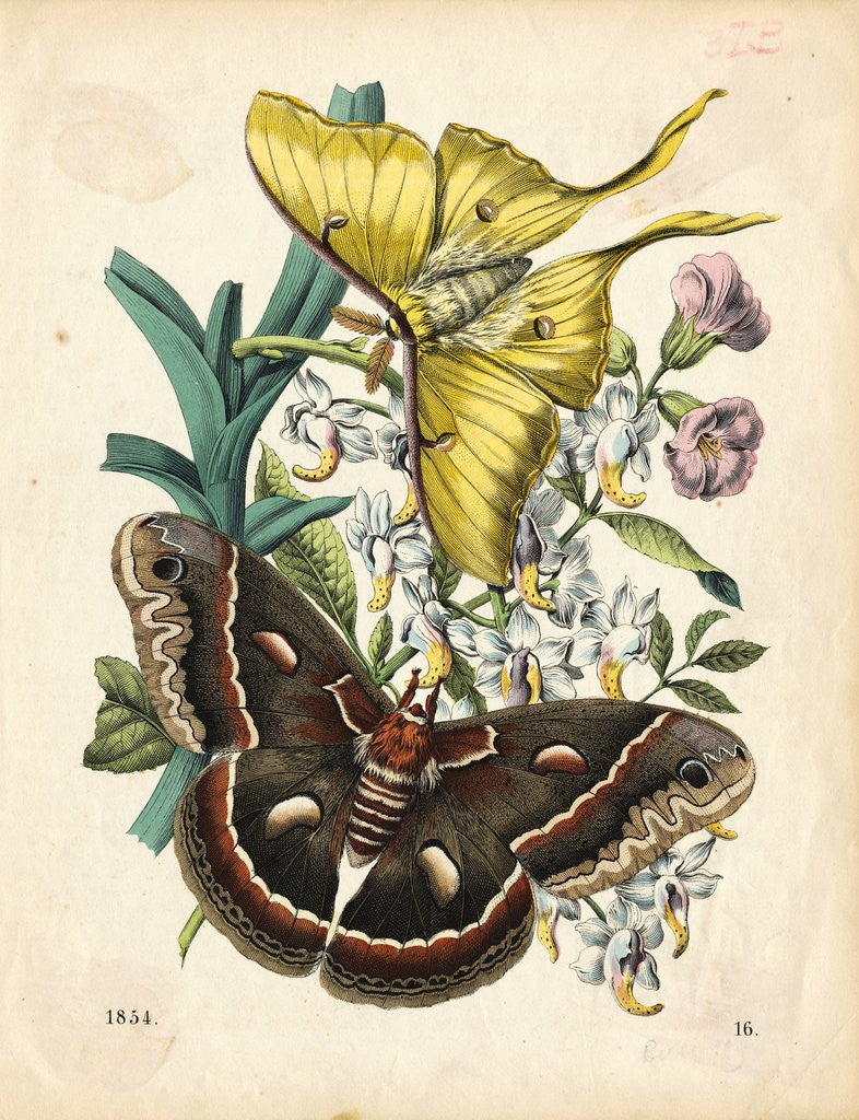 Detail of Butterflies by Anonymous