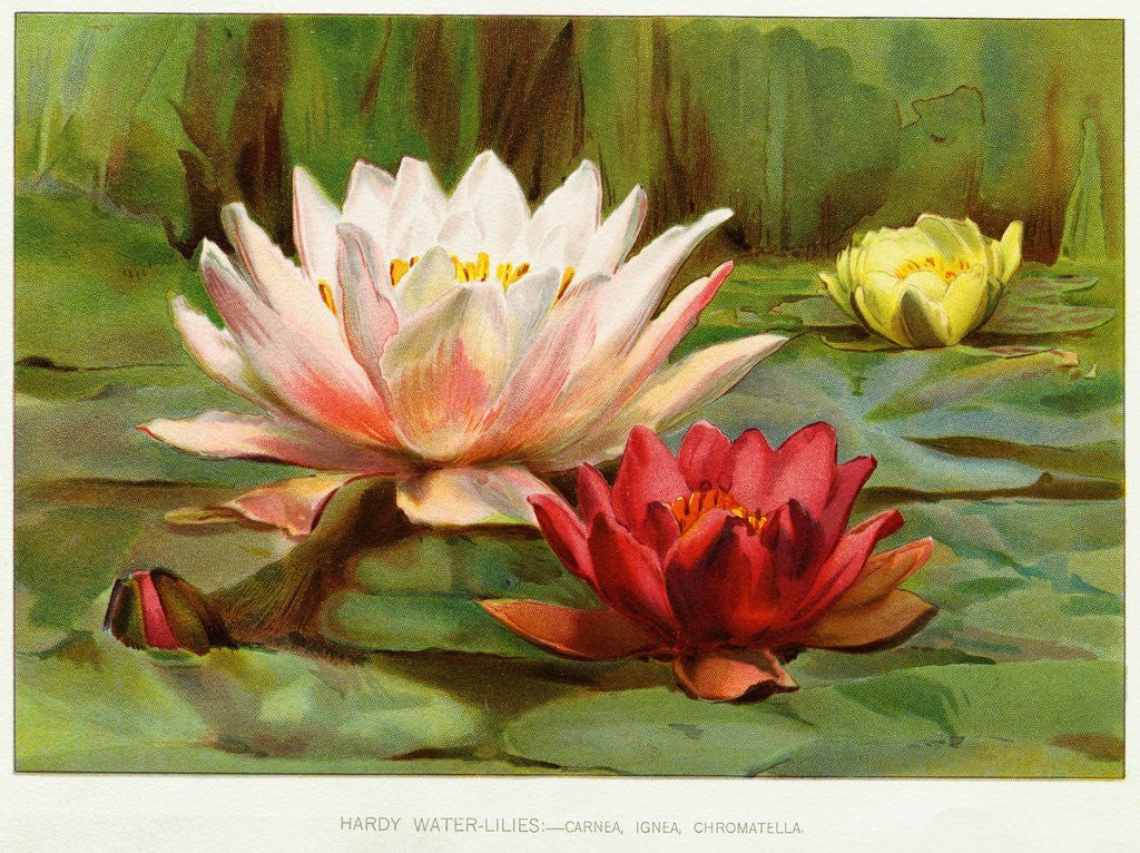 Detail of Hardy Water-Lilies by Anonymous