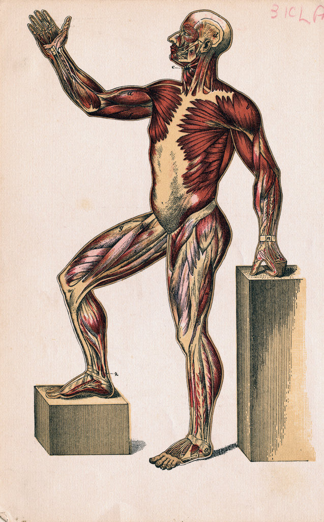 Detail of Profile of Medical Diagram on Man's Body by Anonymous