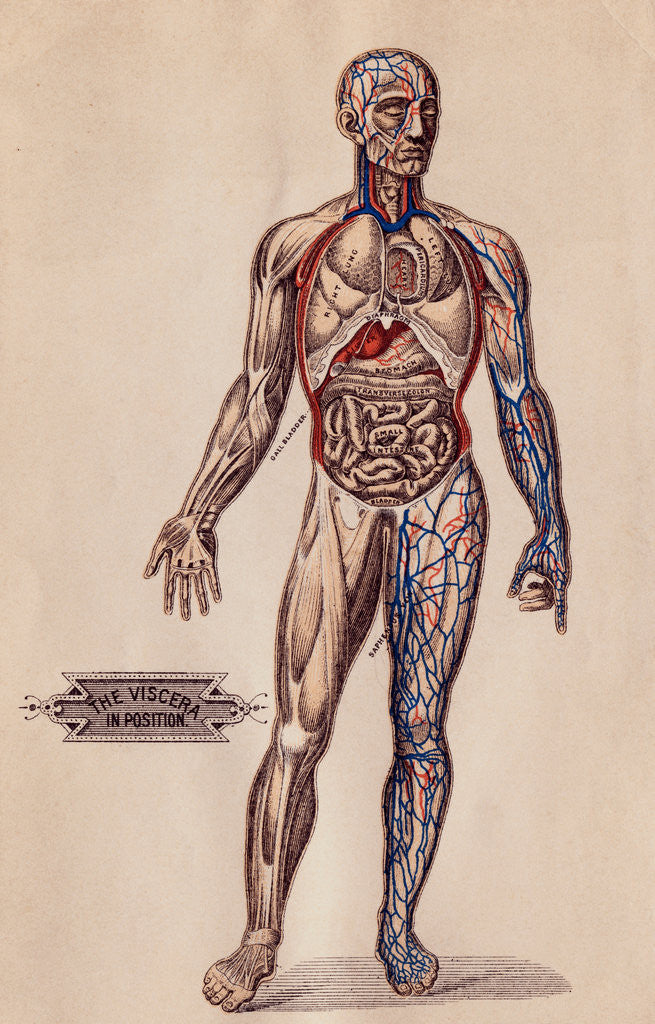 Detail of Medical Diagram of a Man's Body by Corbis