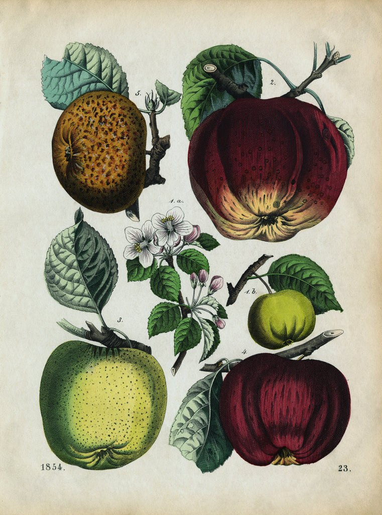 Detail of Different Types of Apples by Anonymous