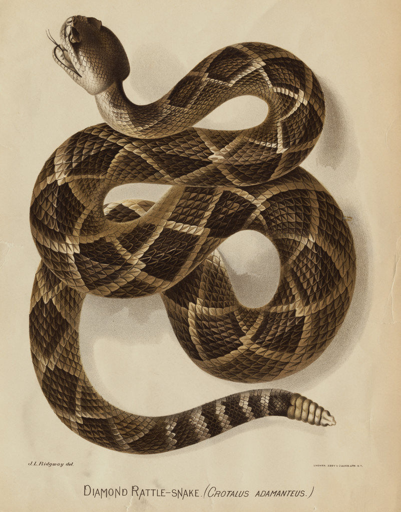 Detail of Illustration of a Diamond Rattlesnake by Anonymous