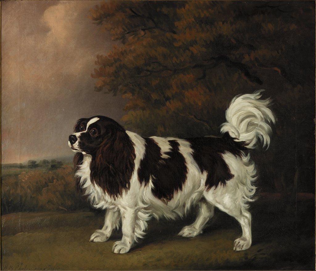 Detail of Study of a King Charles Spaniel by Henry Bernard Chalon