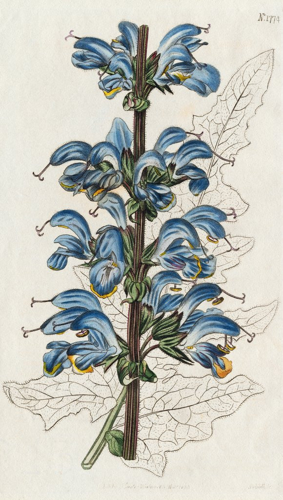 Detail of Illustration Depicting Two Colored Sage by Anonymous