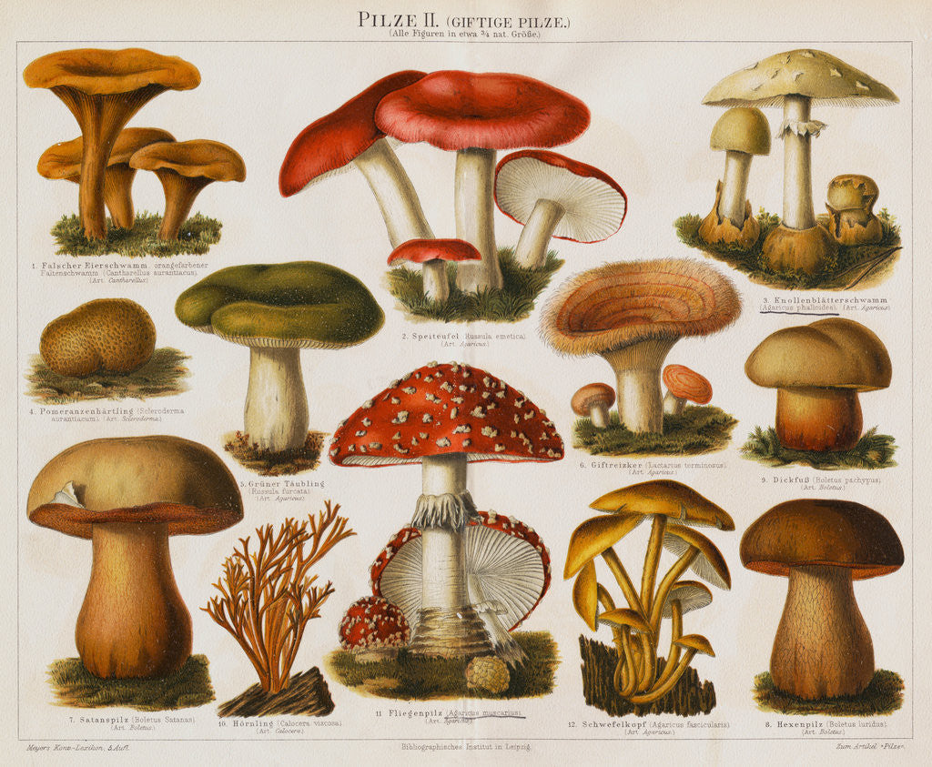 Detail of Different Types of Poisonous Mushrooms by Corbis