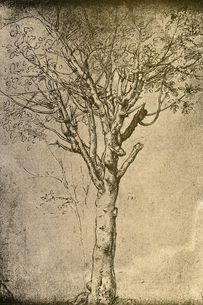 Detail of Drawing of a Tree by Leonardo da Vinci