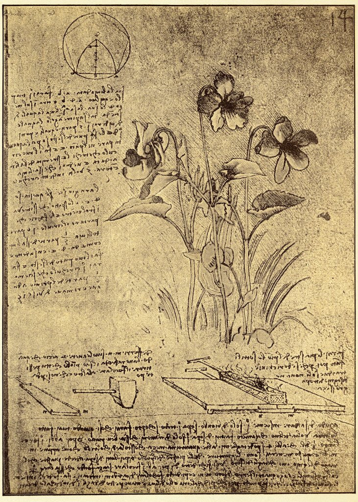 Detail of Drawing of Flowers and Diagrams by Leonardo da Vinci
