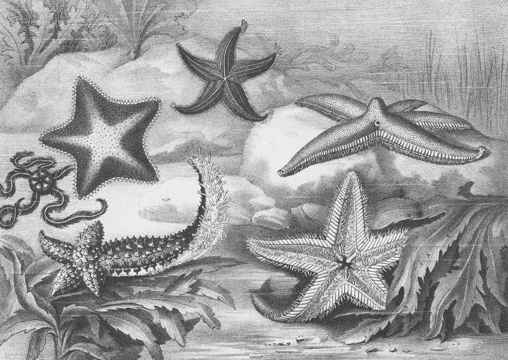 Detail of Illustrations of Star Fish by Anonymous