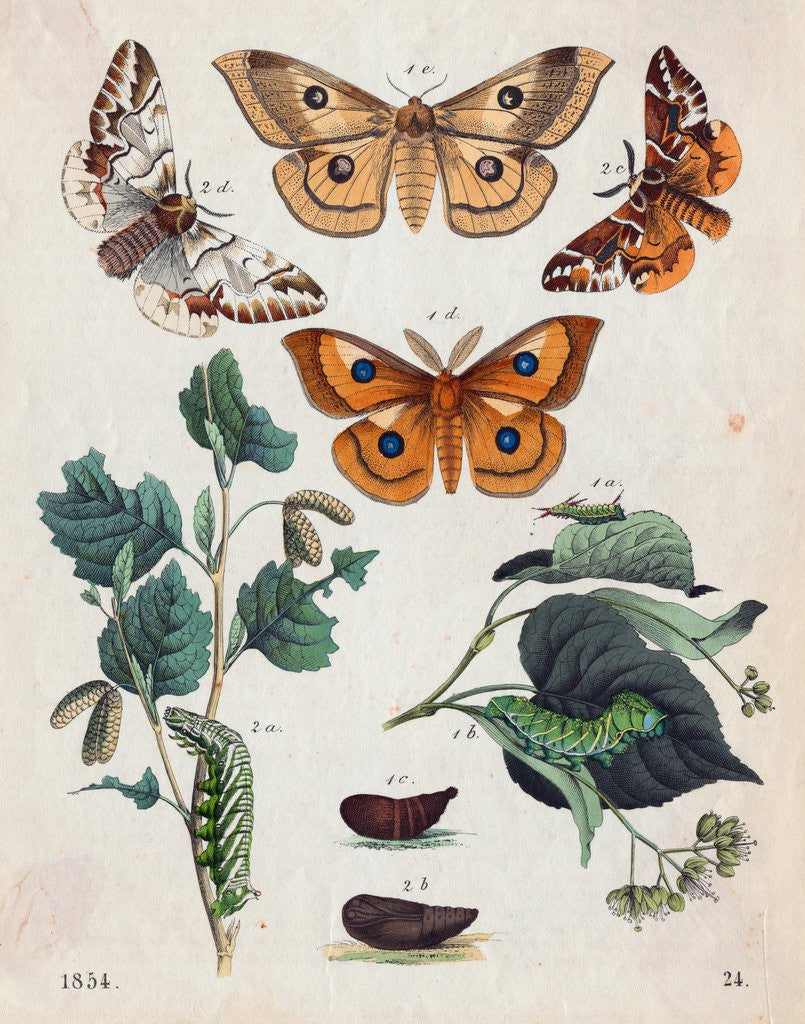 Detail of Stages of Butterfly Change by Anonymous