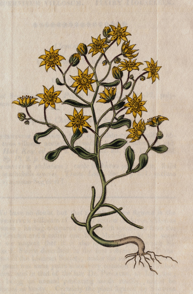 Detail of Hairy Houseleek Plant by Anonymous