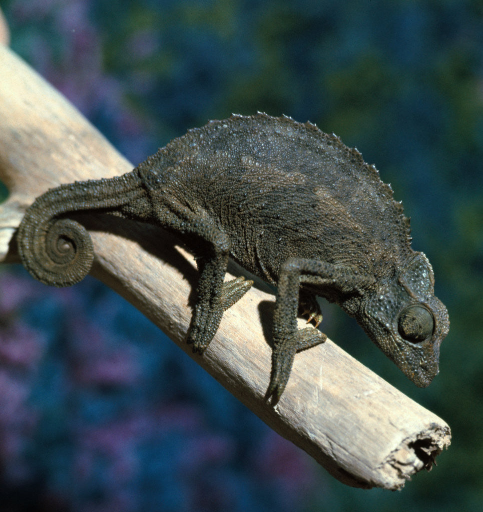 Detail of Crested Chameleon by Anonymous