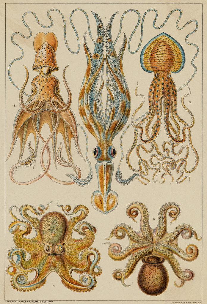 Detail of Octopods and Decapods by Anonymous